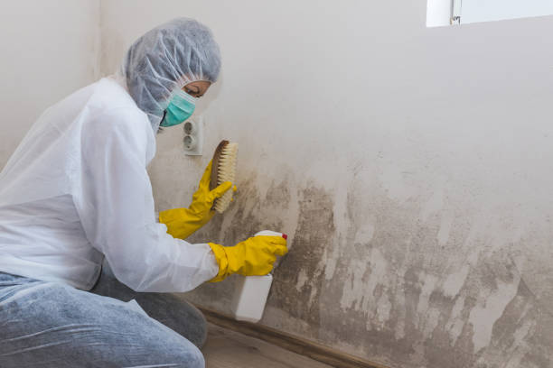 Home Mold Removal in Beaver Dam, WI