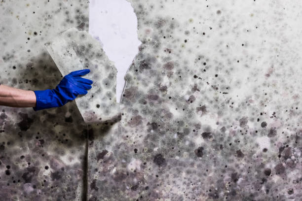 Best Toxic Mold Removal  in Beaver Dam, WI