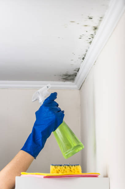 Best Attic Mold Removal  in Beaver Dam, WI